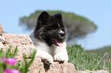 AKITA AMERICAIN 035